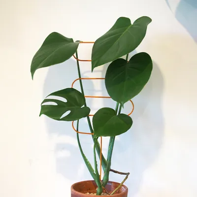 plant support indoor house plant frame