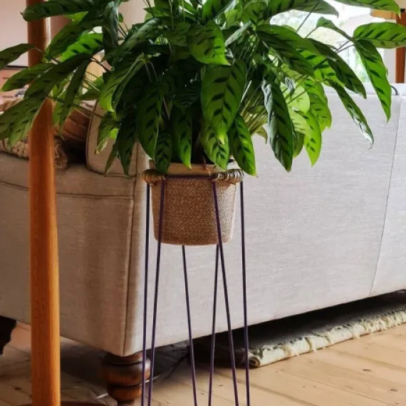 Hairpin Plant Stands
