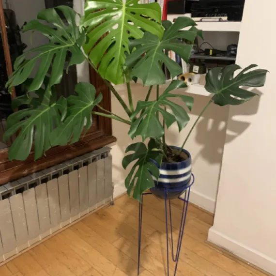 Hairpin Plant Stand