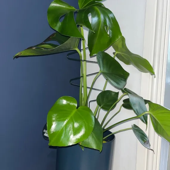 zigzag plant support