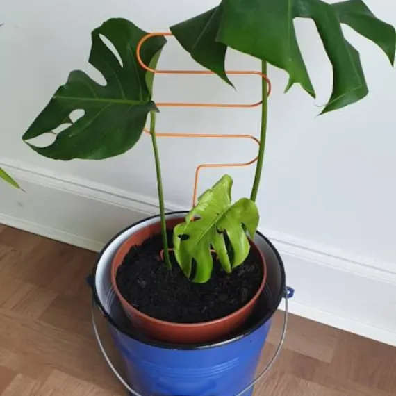 curved plant support