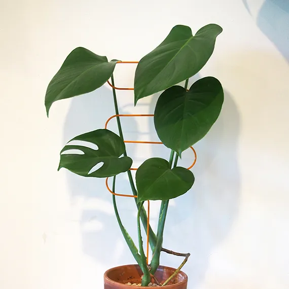 curved plant support